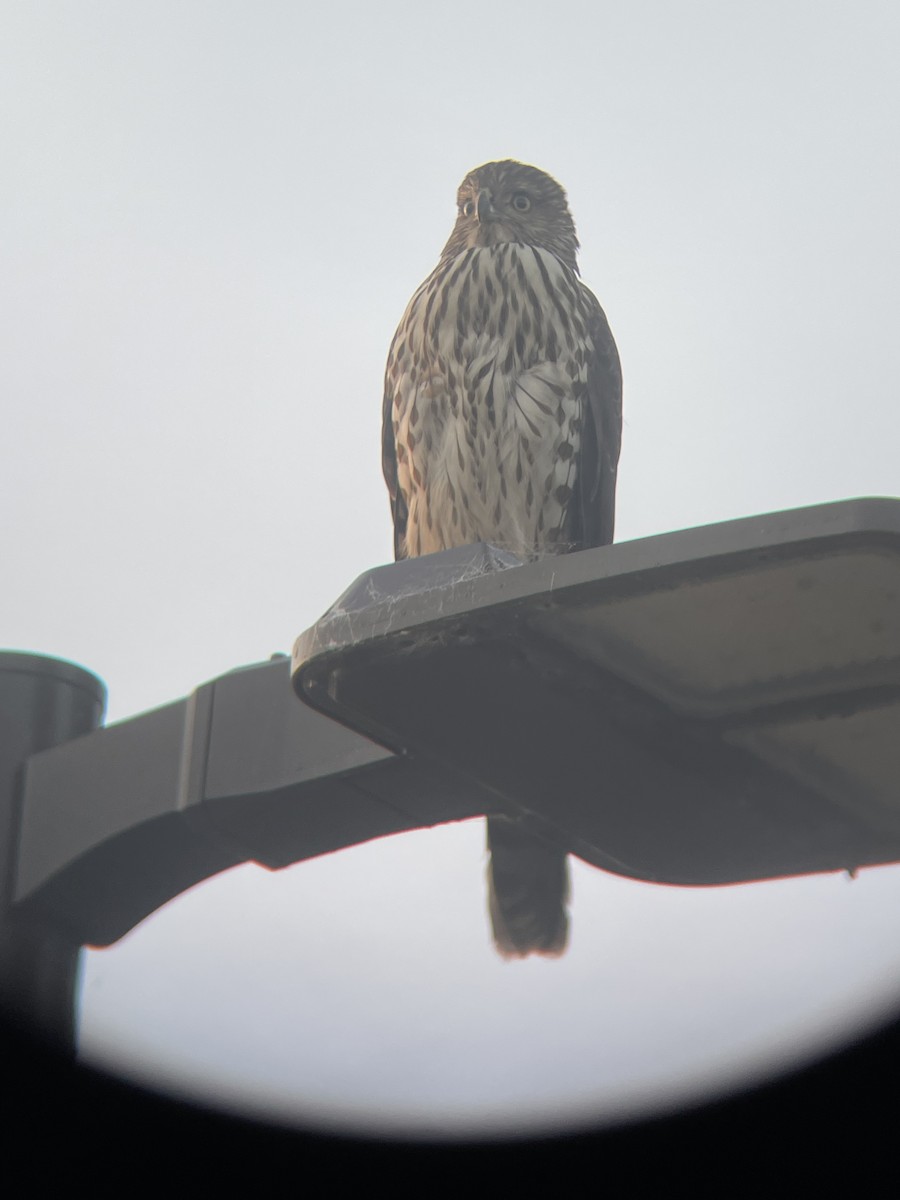 Cooper's Hawk - ML646019666