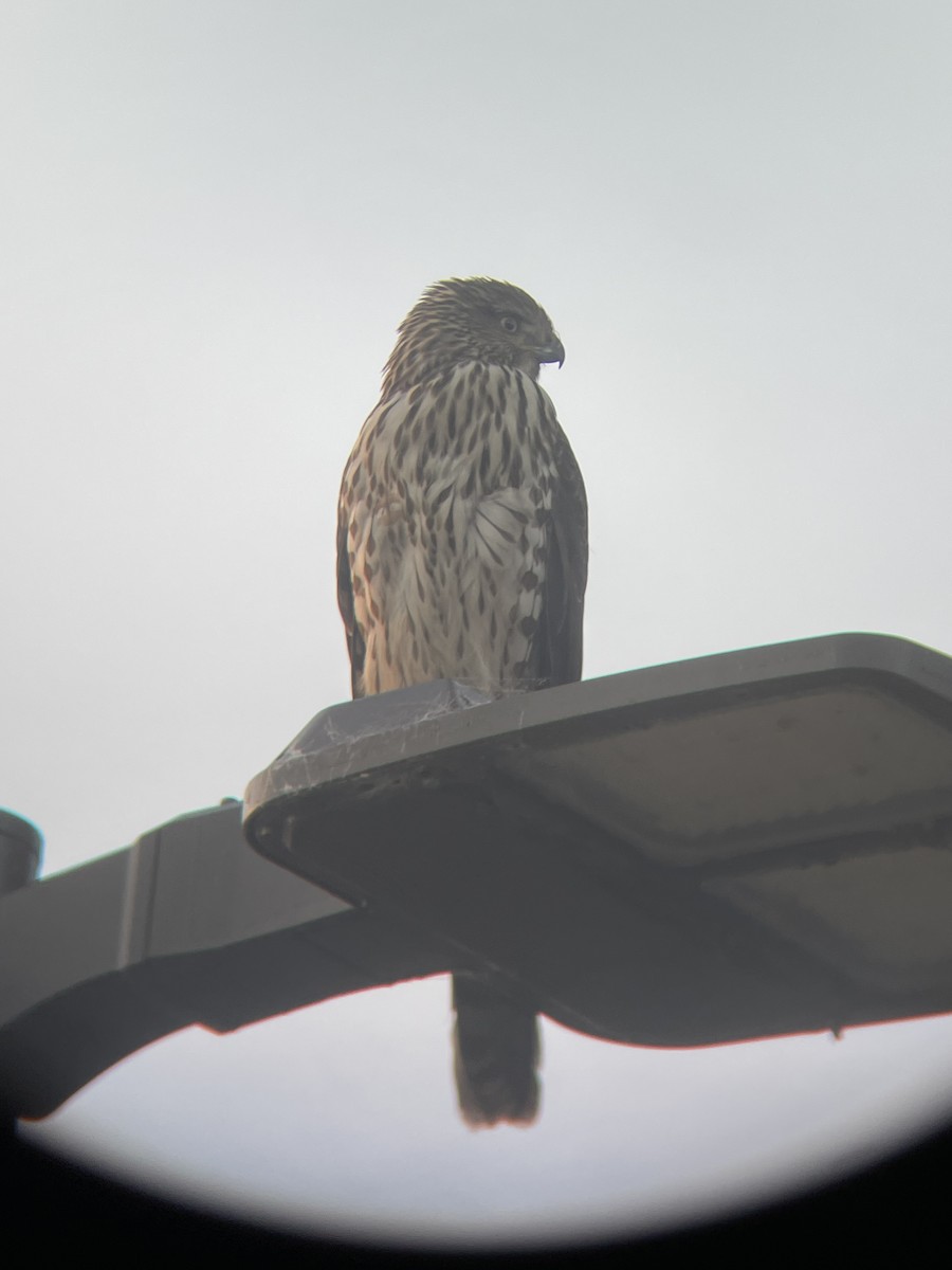 Cooper's Hawk - ML646019667