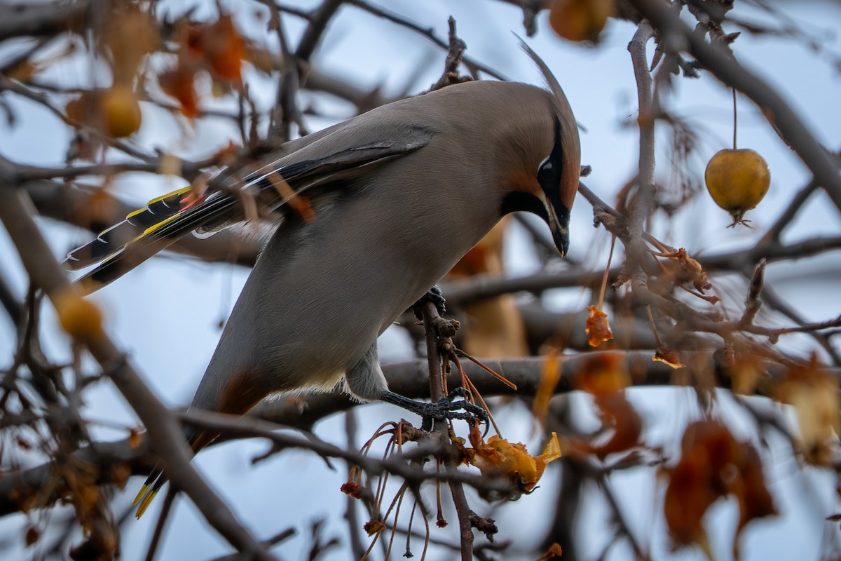 Ampelis Europeo - ML646019669