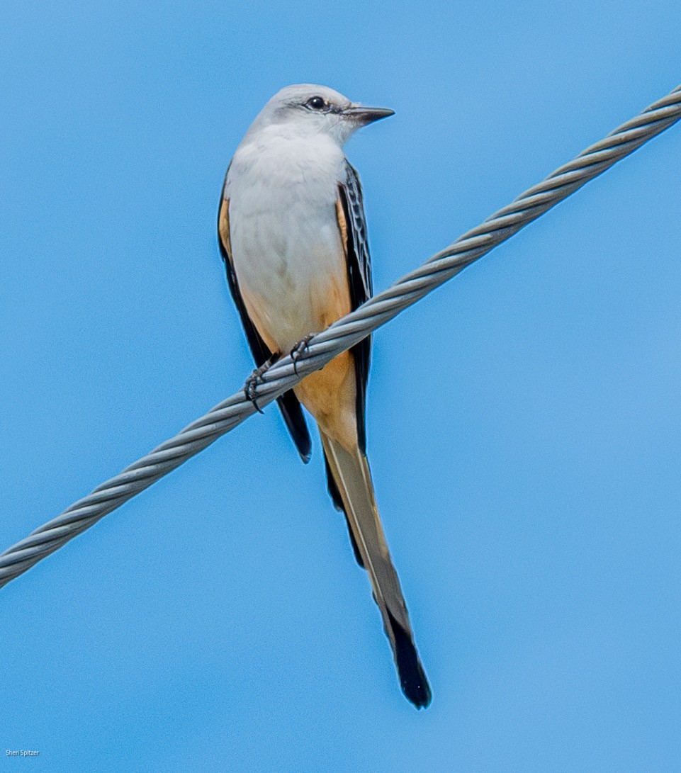Scissor-tailed Flycatcher - ML646019670