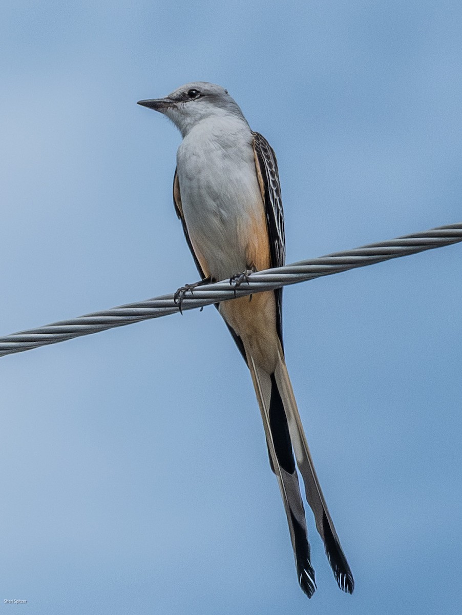 Scissor-tailed Flycatcher - ML646019671
