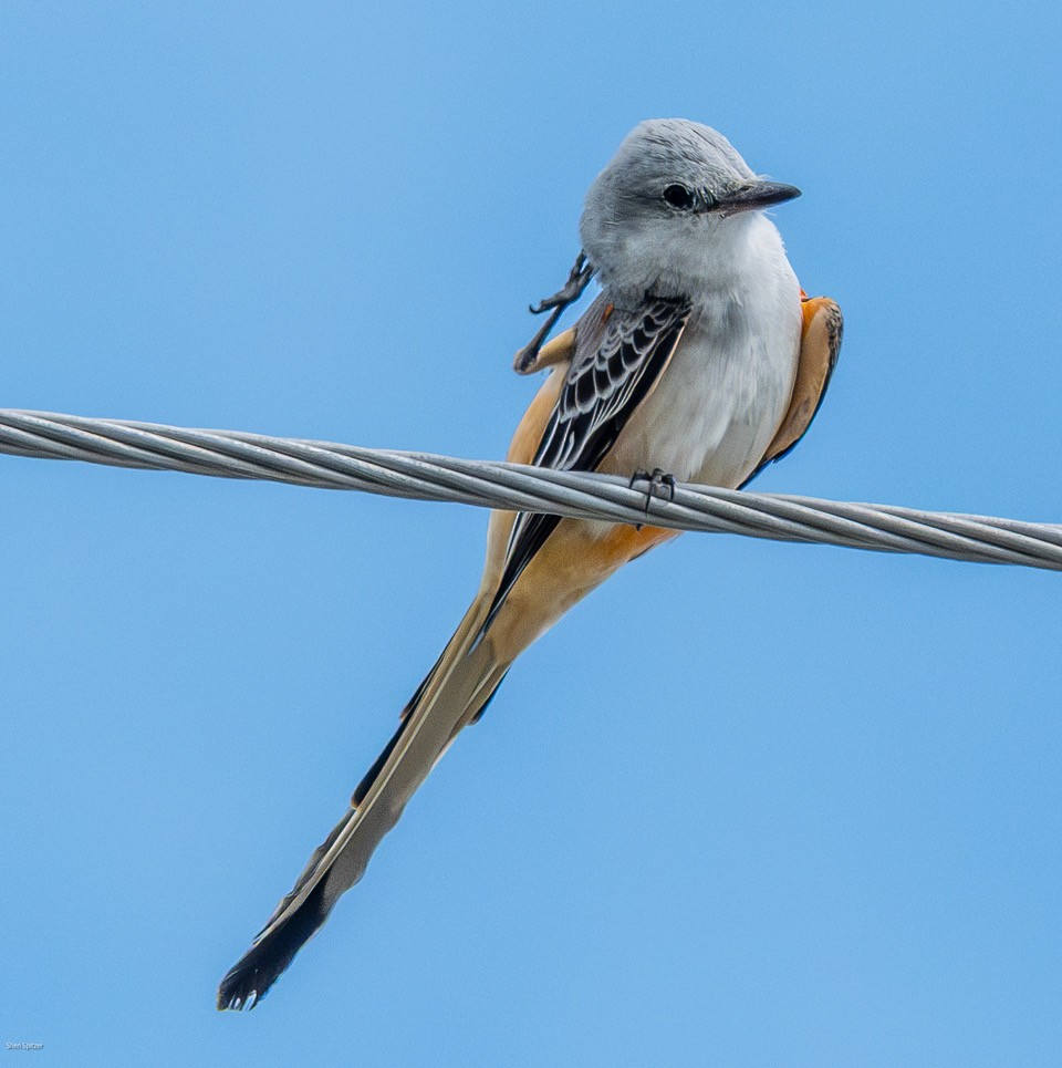 Scissor-tailed Flycatcher - ML646019672
