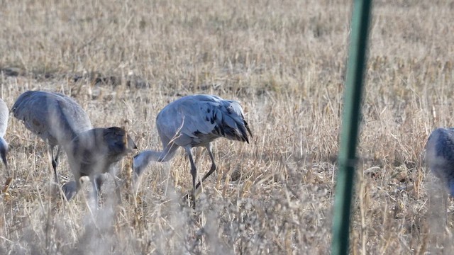 Журавель сірий - ML646019676