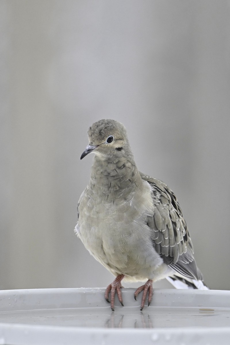 Mourning Dove - ML646019677