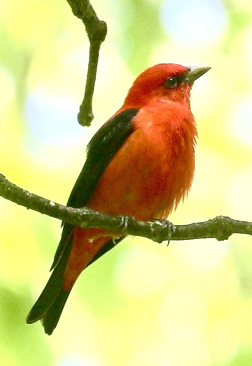 Scarlet Tanager - ML646019681
