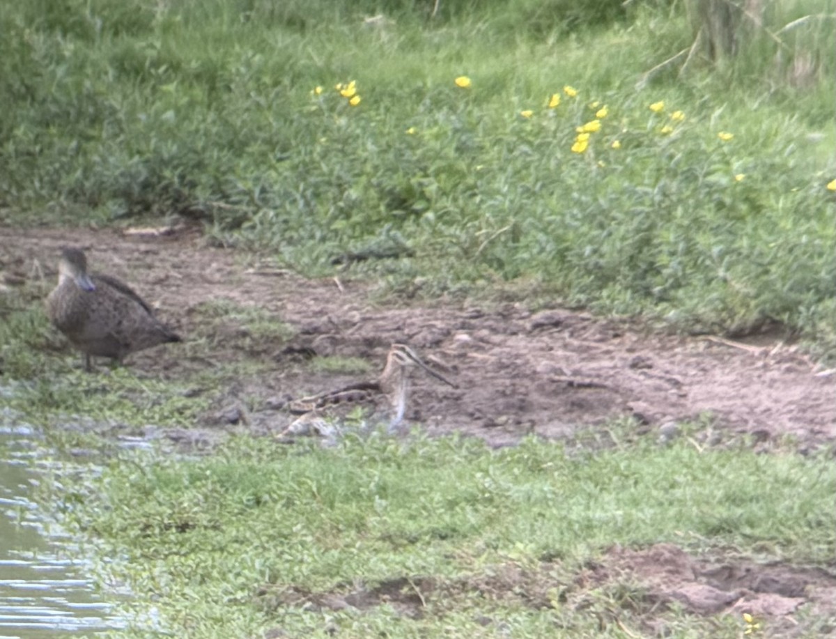 Latham's Snipe - ML646019682