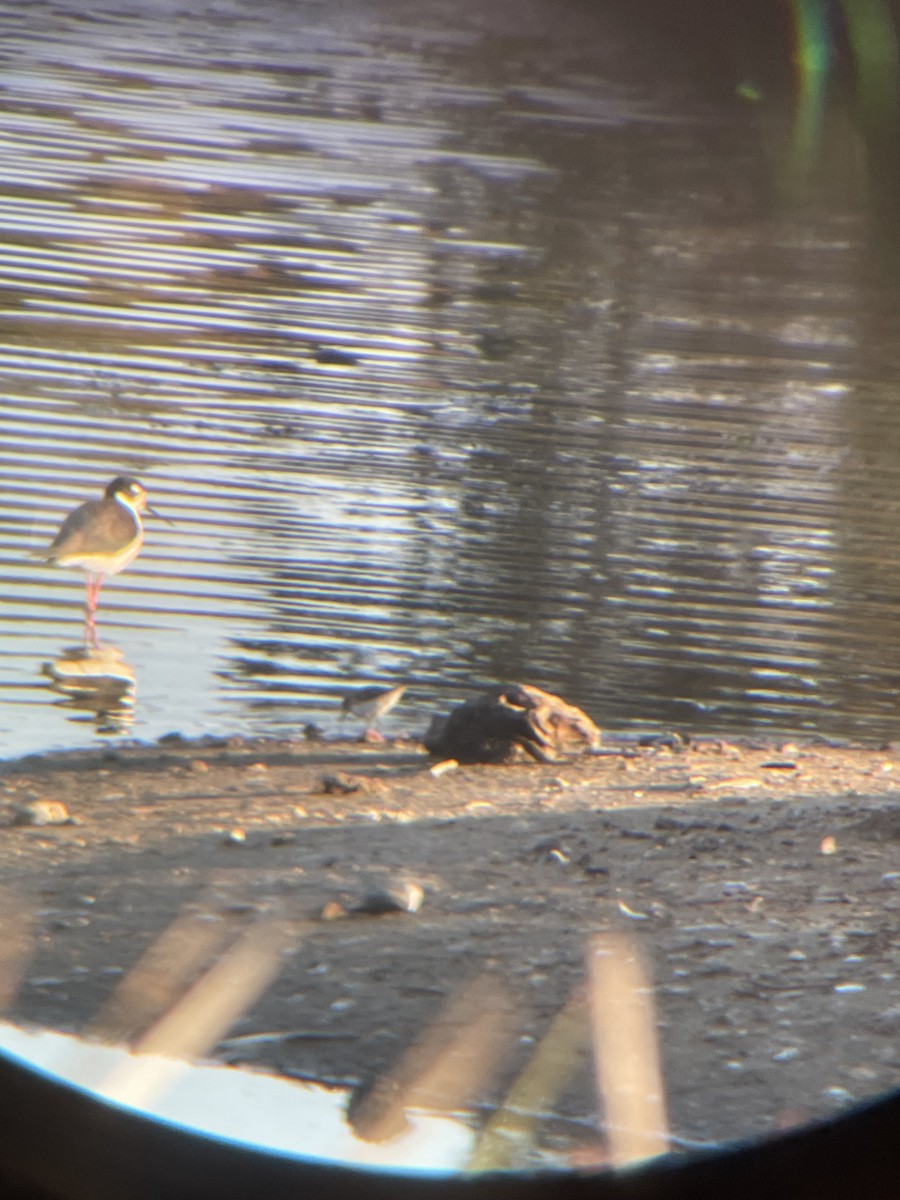 Spotted Sandpiper - ML646019686