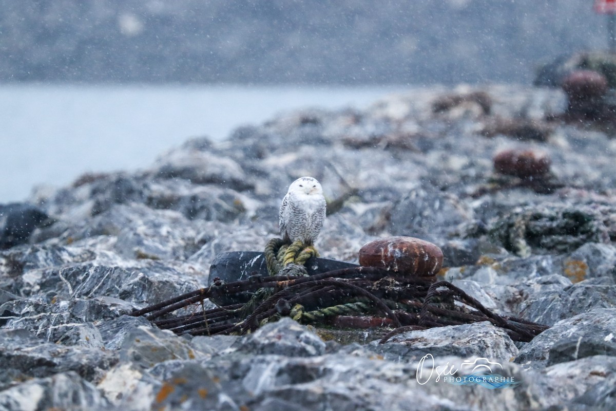 Snowy Owl - ML646019698