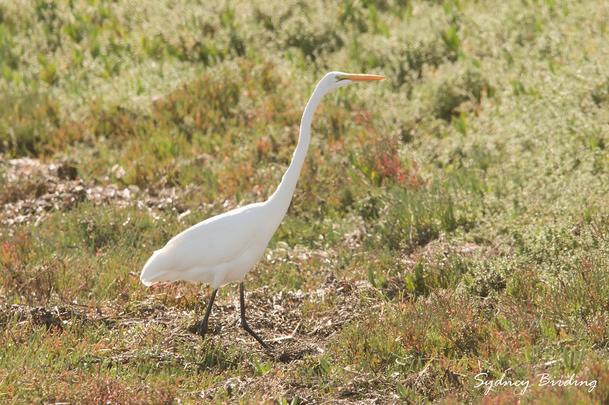 Garceta Grande - ML646019700