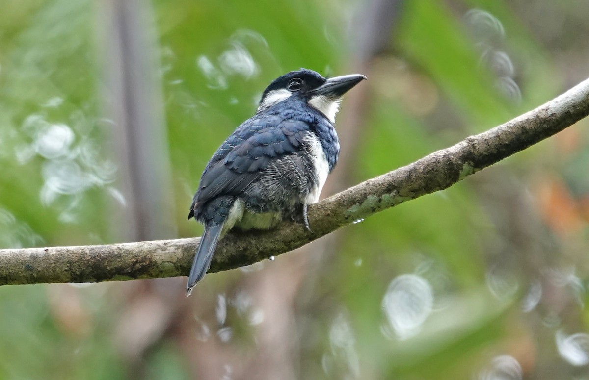 Black-breasted Puffbird - ML646019704
