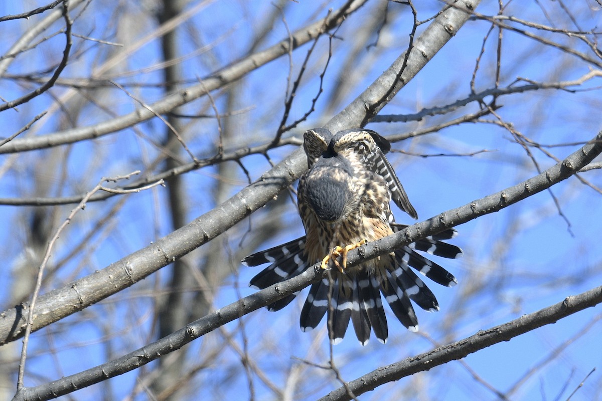 Merlin - ML646019713