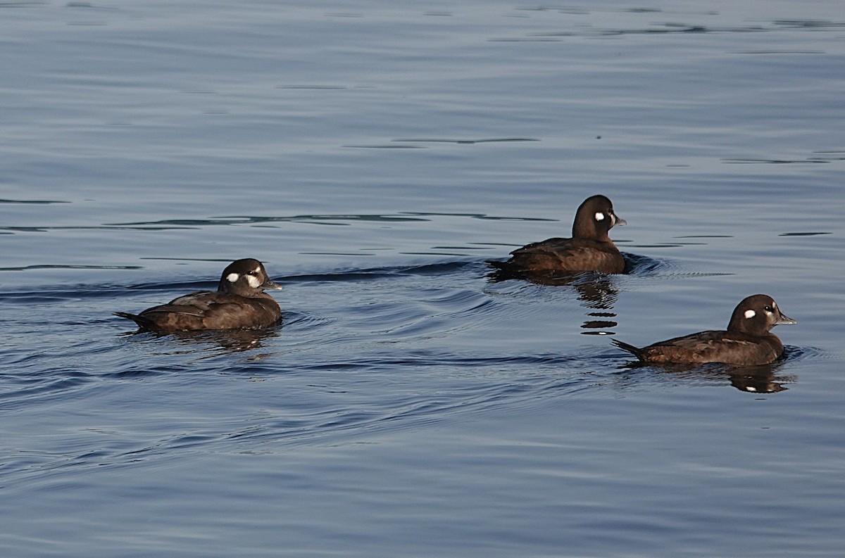 Ahate arlekina - ML646019725