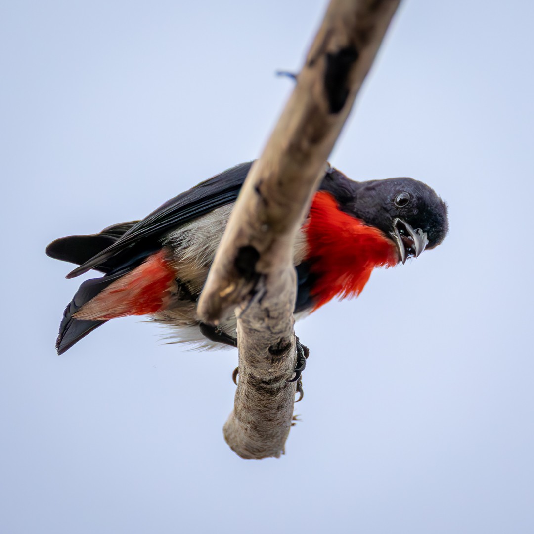 Mistletoebird - ML646019726