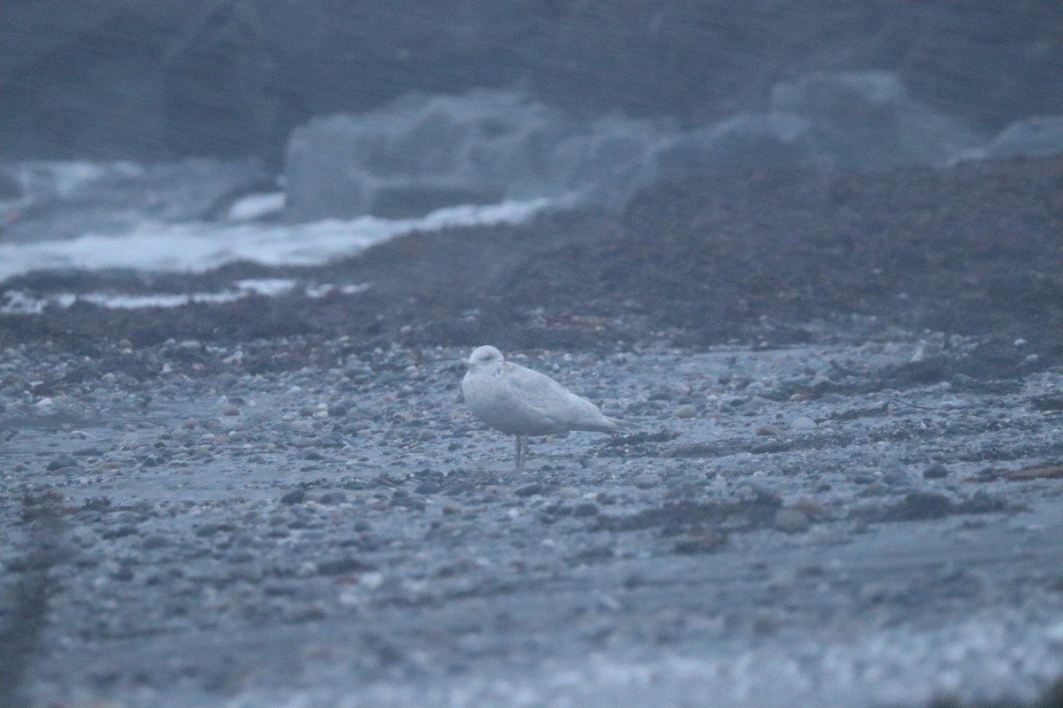 Kaio hegalzuria - ML646019727