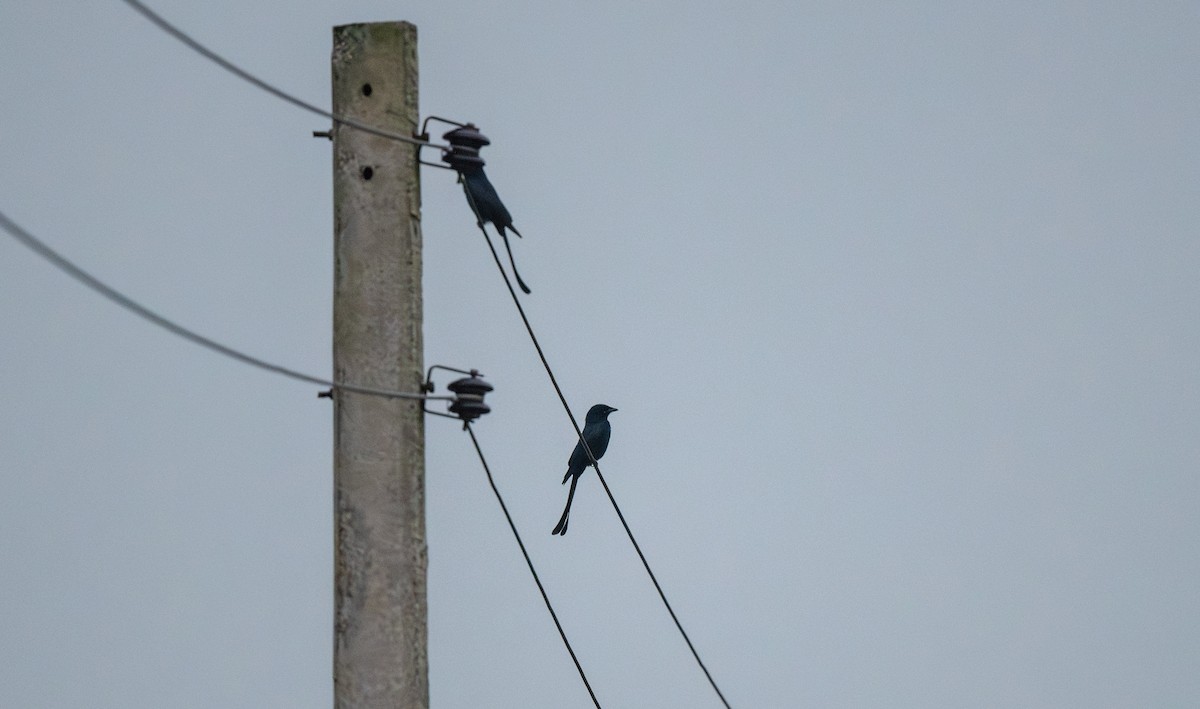 Black Drongo - ML646019734