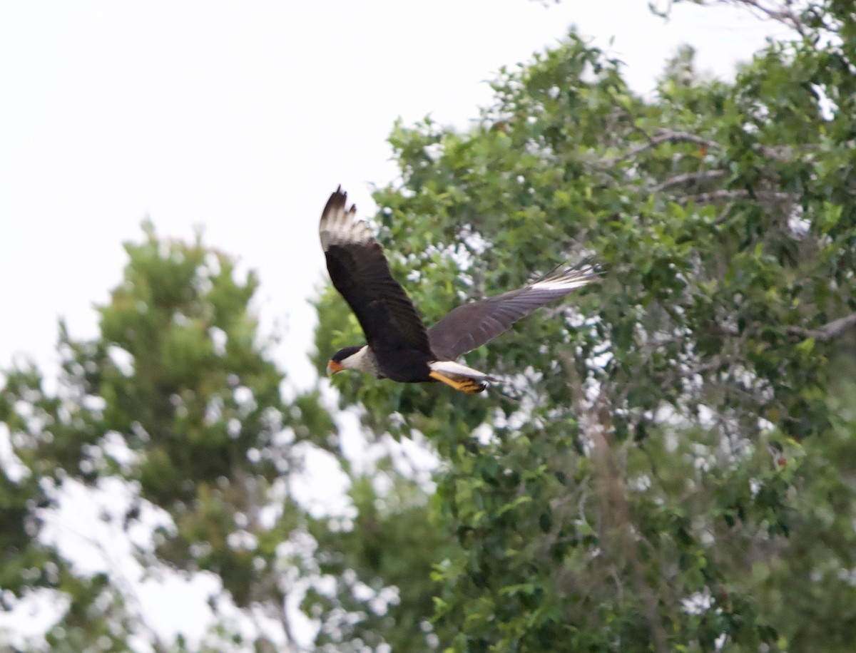 gribbkarakara (cheriway) - ML646019740