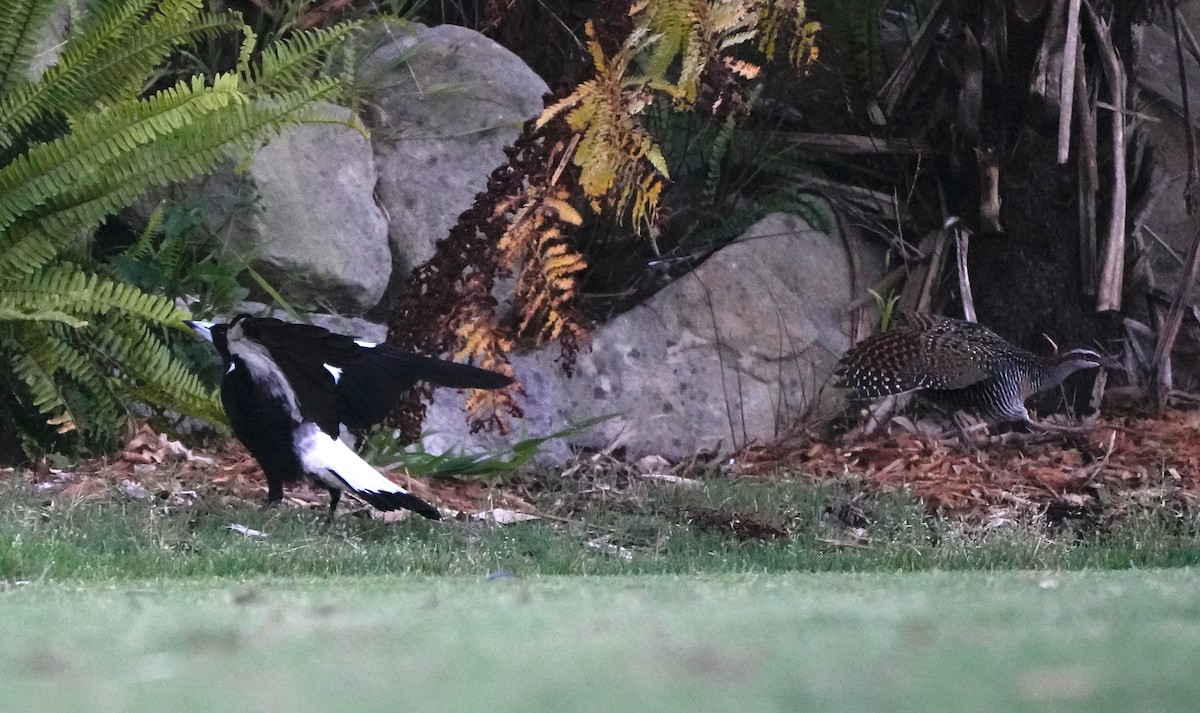 Buff-banded Rail - ML646019742
