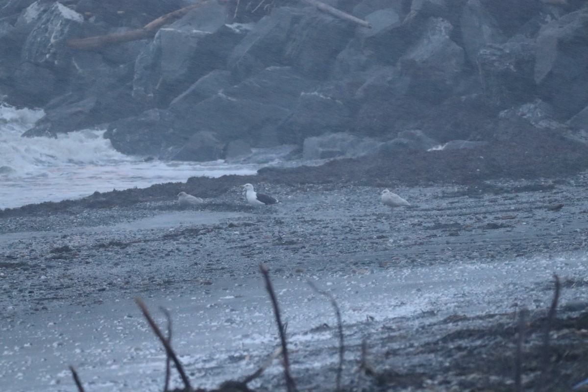 Great Black-backed Gull - ML646019745