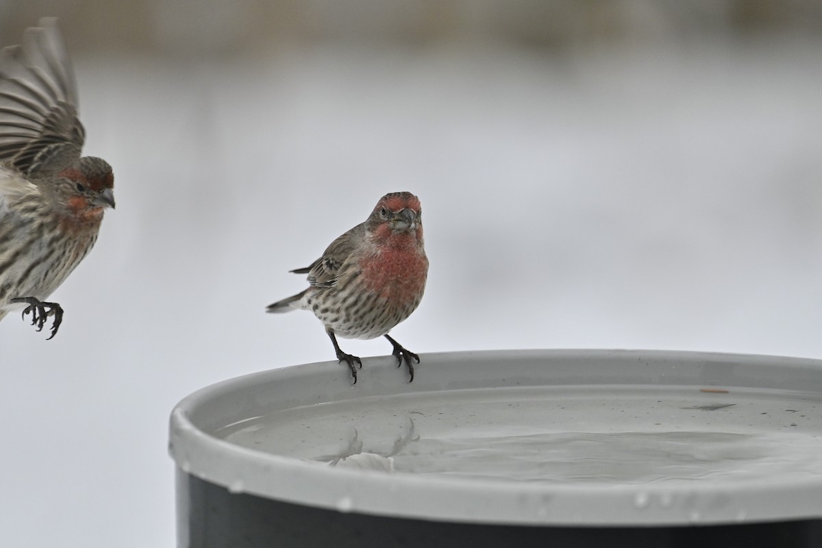 House Finch - ML646019747