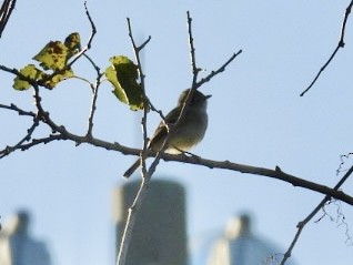 Least Flycatcher - ML646019749