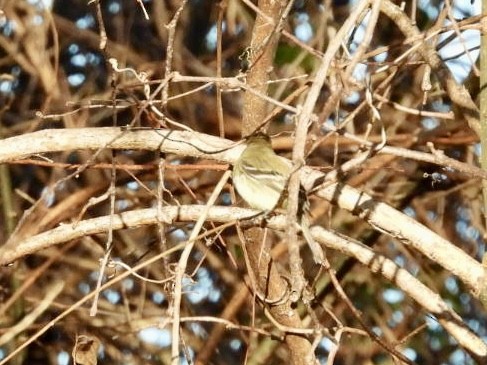 Least Flycatcher - ML646019750