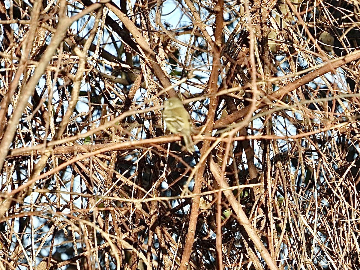Least Flycatcher - ML646019751