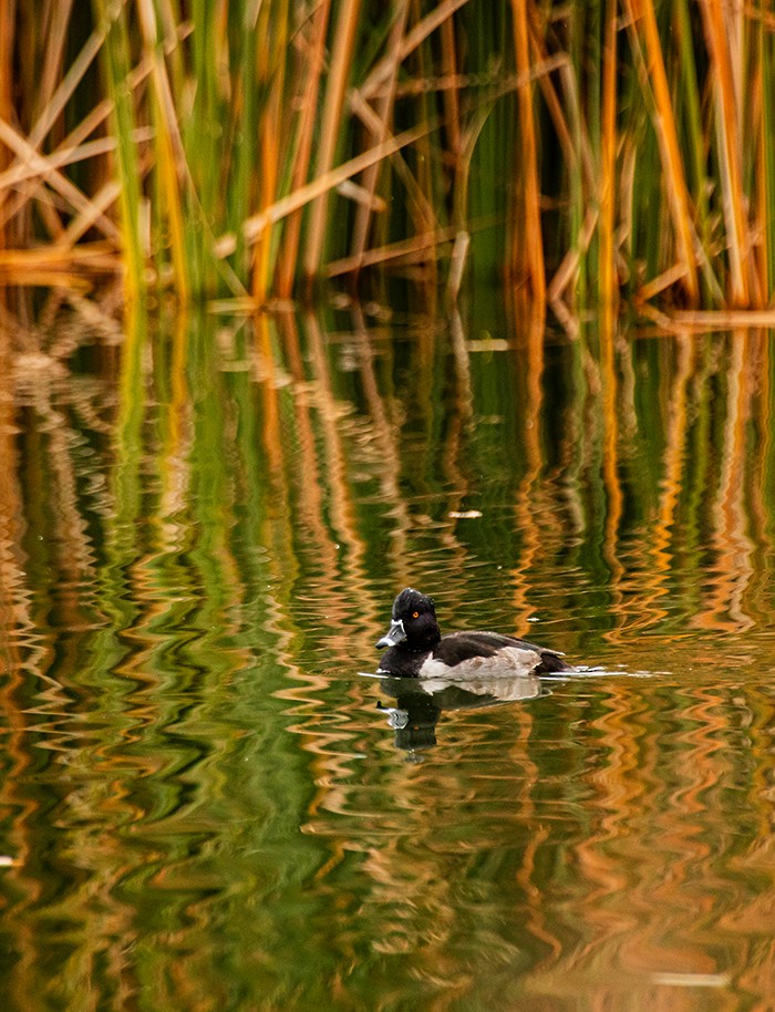 環頸潛鴨 - ML646019782