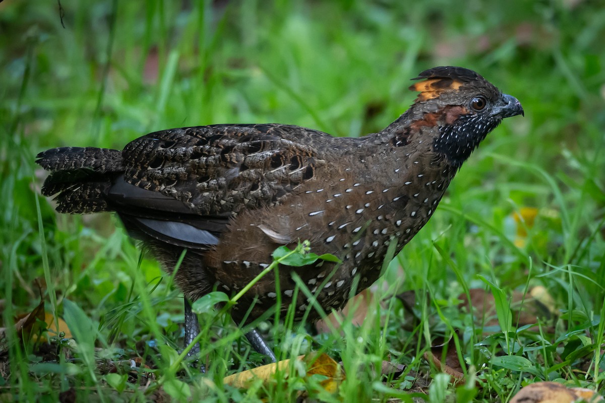 křepel skvrnitý - ML646019787