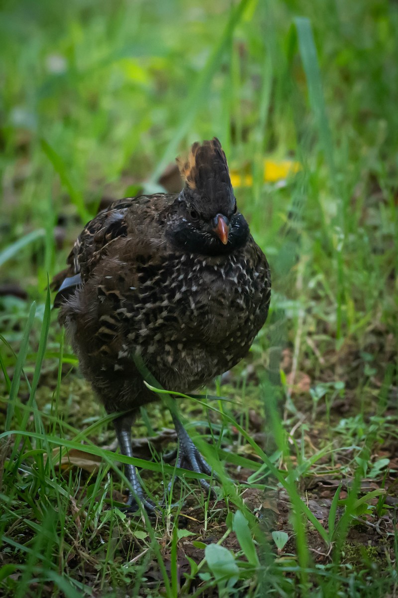 křepel skvrnitý - ML646019788