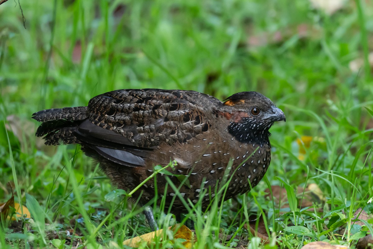 křepel skvrnitý - ML646019789
