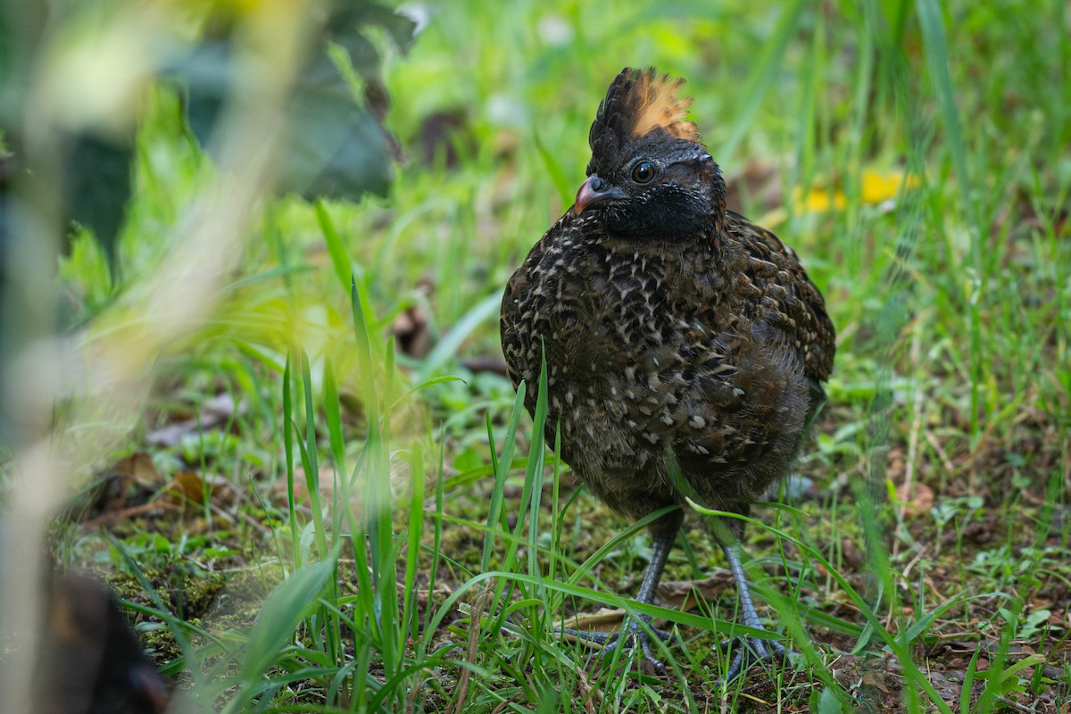 křepel skvrnitý - ML646019790