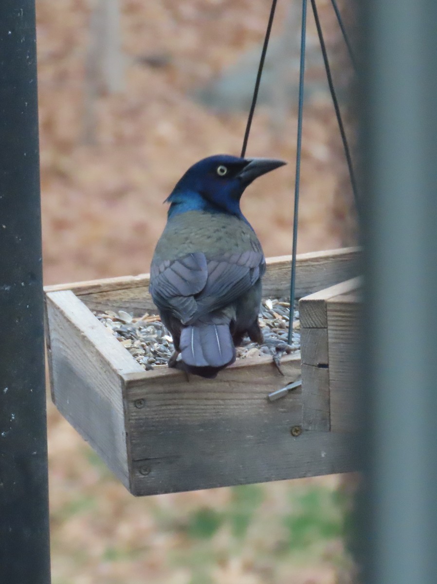 Common Grackle - ML646019791