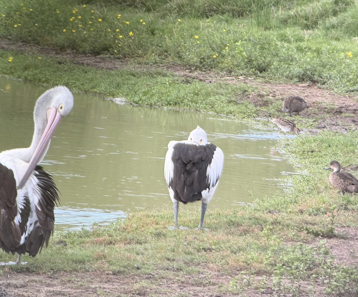 Australian Pelican - ML646019794