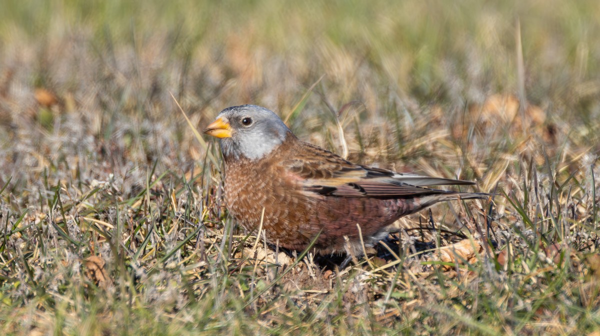grånakkefjellfink (littoralis) - ML646019803