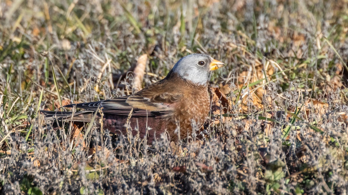 grånakkefjellfink (littoralis) - ML646019806