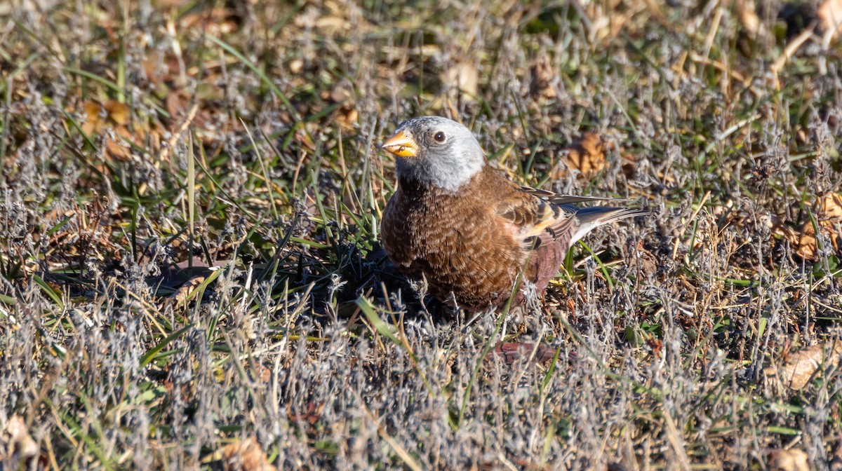 grånakkefjellfink (littoralis) - ML646019807