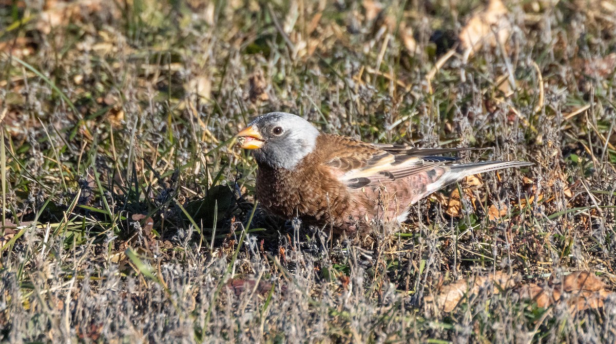 grånakkefjellfink (littoralis) - ML646019808