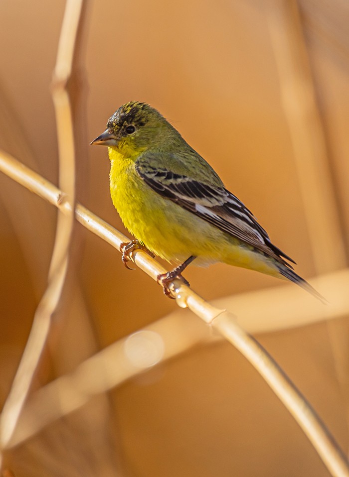 Lesser Goldfinch - ML646019809