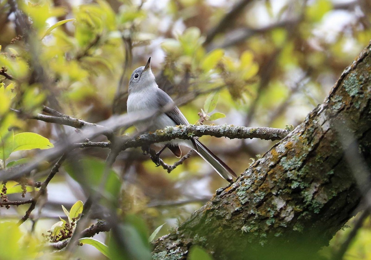 Голубая комароловка - ML646019812
