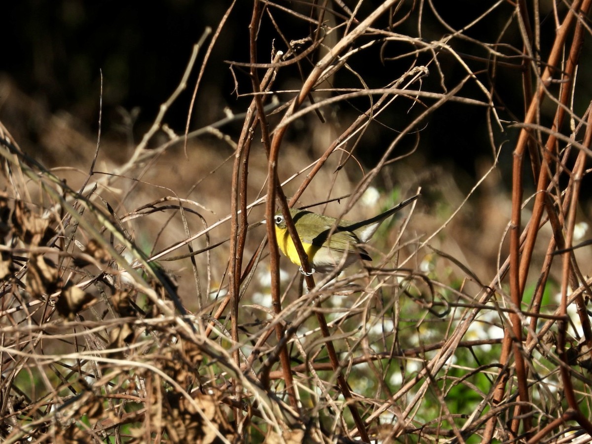 Yellow-breasted Chat - ML646019818
