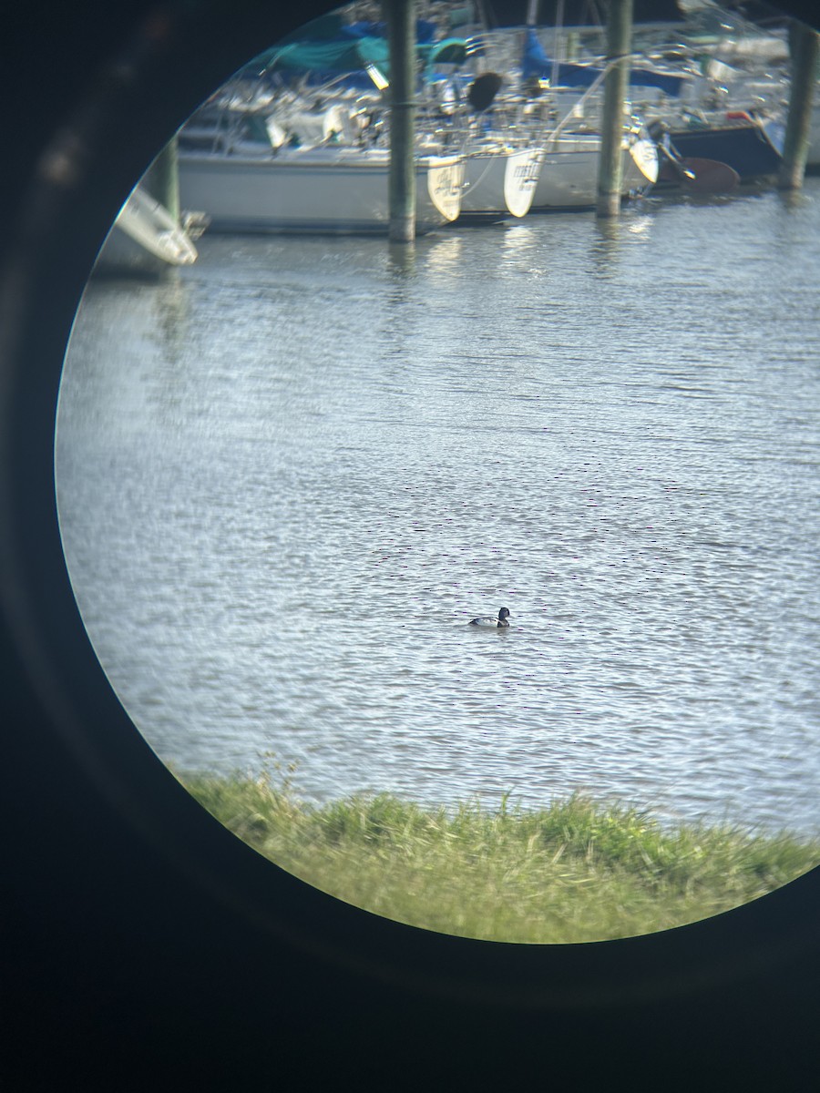 Lesser Scaup - ML646019819