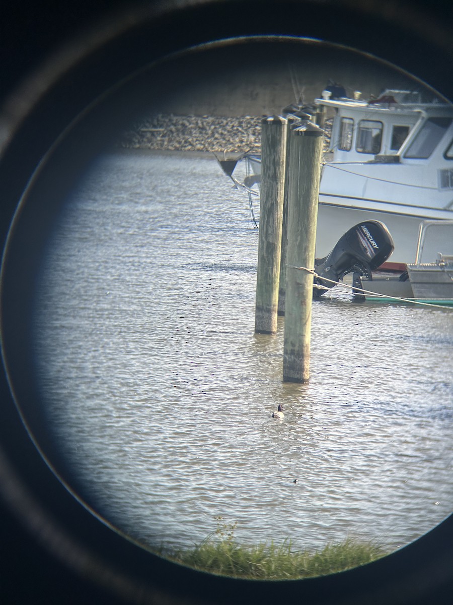 Lesser Scaup - ML646019820