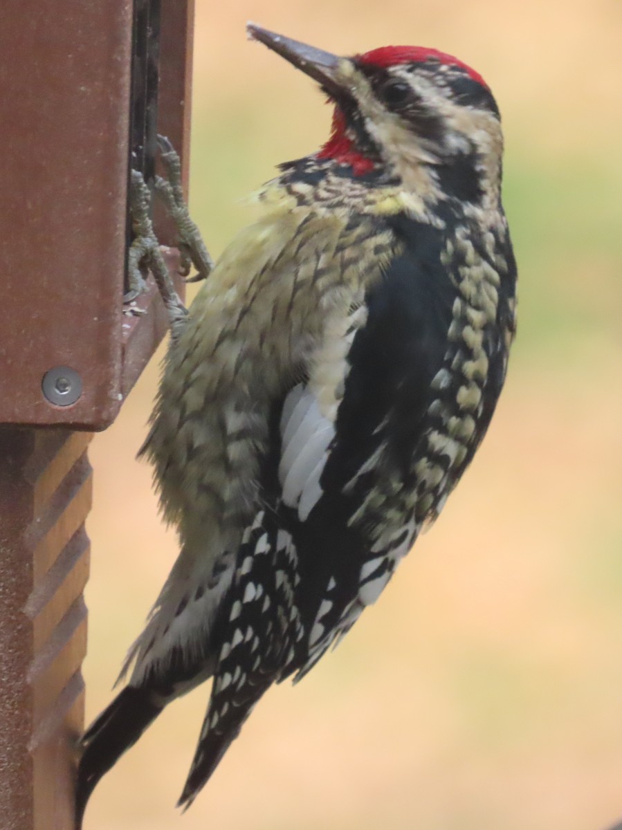 Yellow-bellied Sapsucker - ML646019838