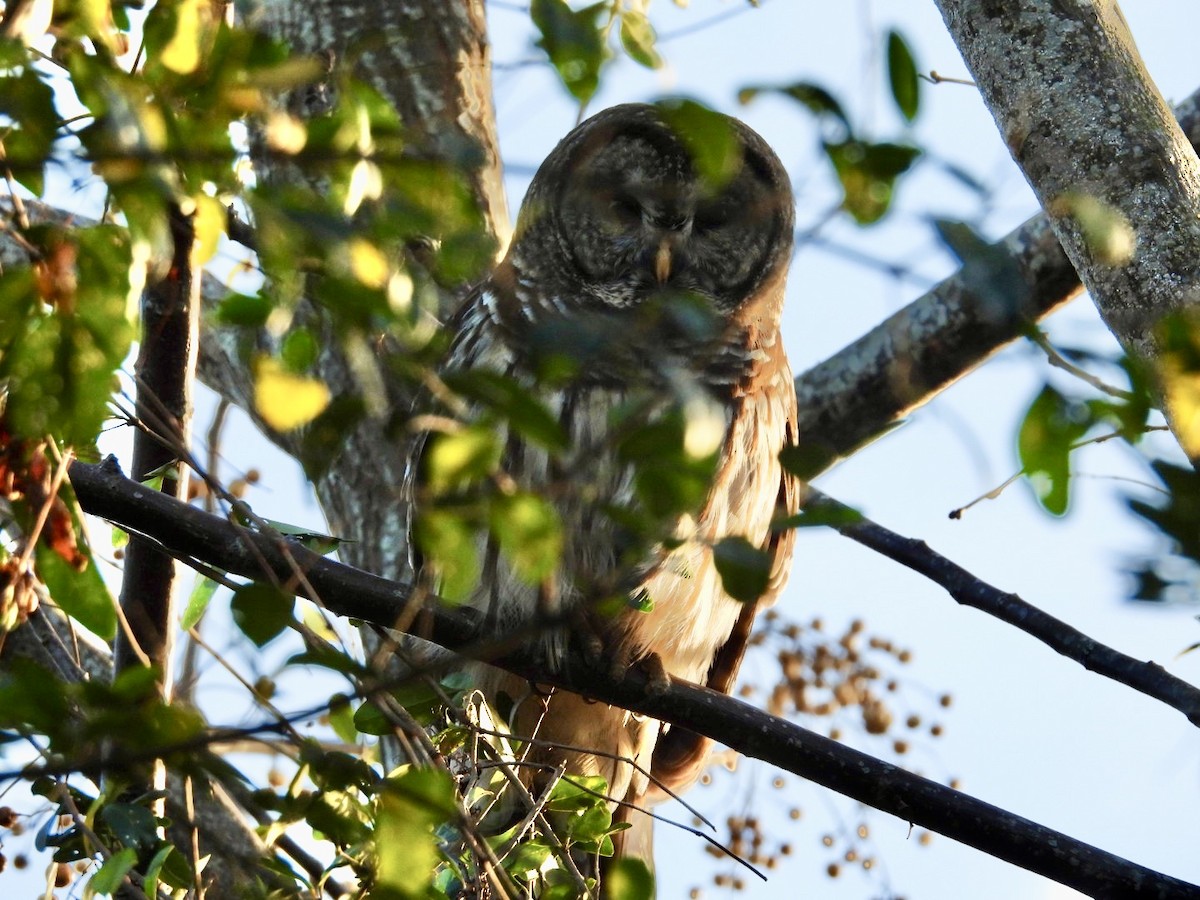 Barred Owl - ML646019841