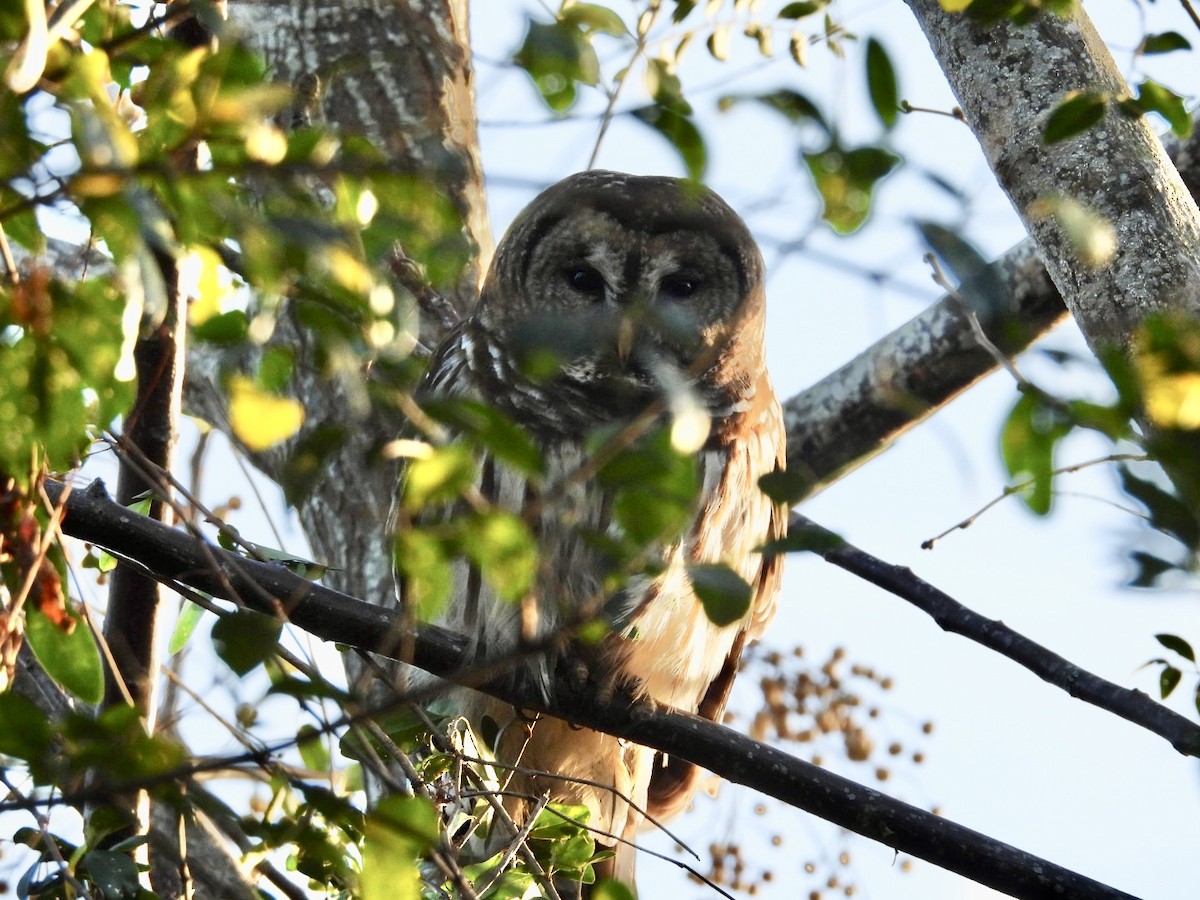 Barred Owl - ML646019842