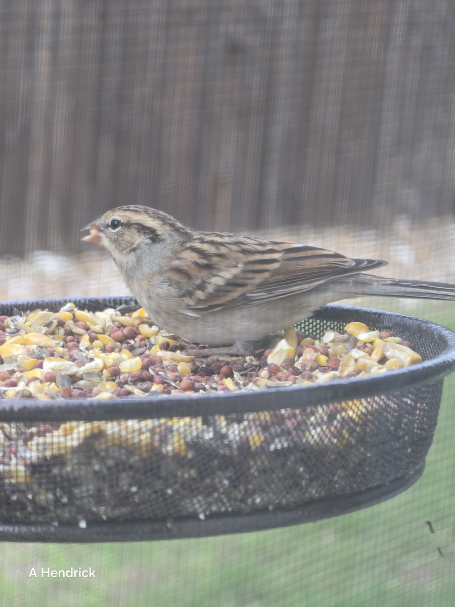 Chipping Sparrow - ML646019843