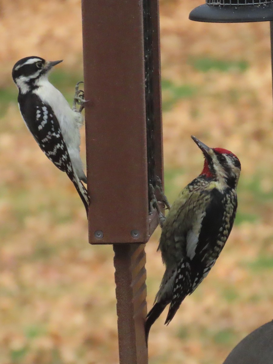Downy Woodpecker - ML646019844