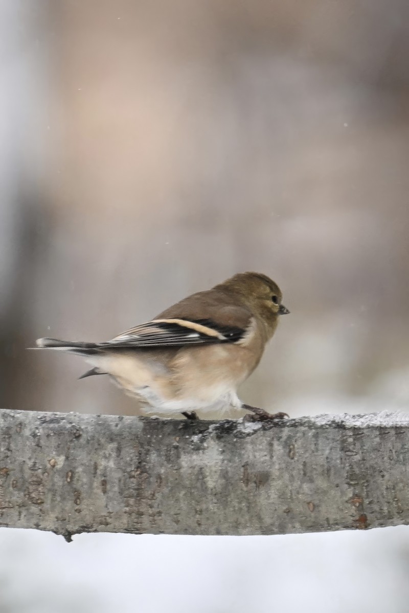 Altın İskete - ML646019850