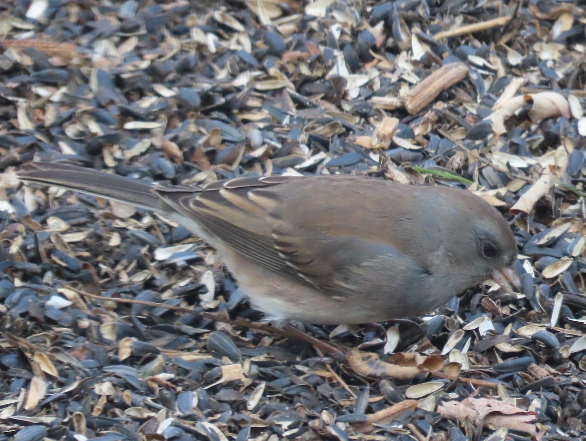 Dark-eyed Junco - ML646019853