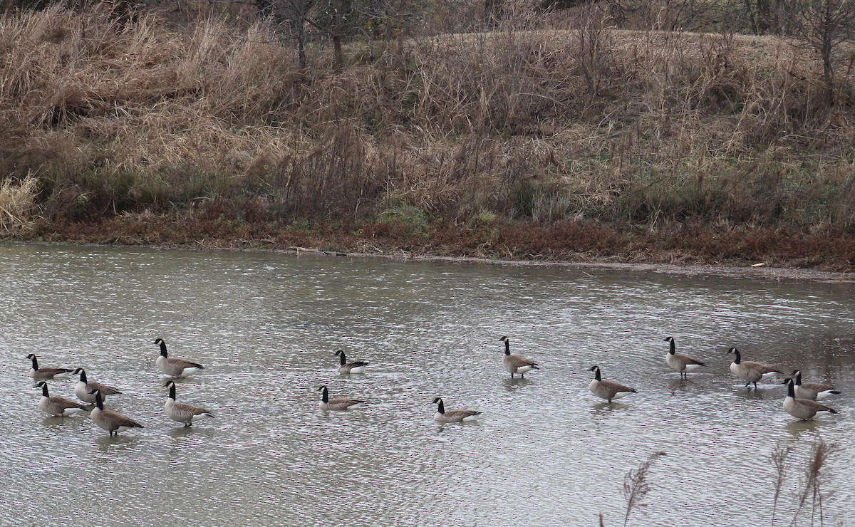 Canada Goose - ML646019855